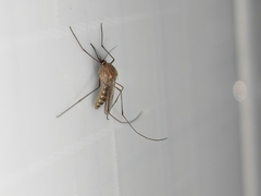 Culex quinquefasciatus