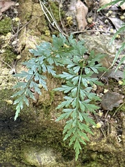 Asplenium aethiopicum