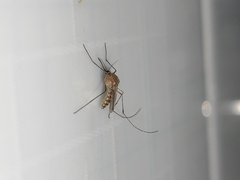 Culex quinquefasciatus