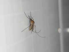 Culex quinquefasciatus