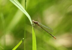 Coenagrion johanssoni