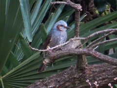 Hypsipetes amaurotis