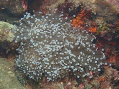 Euphyllia glabrescens
