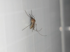 Culex quinquefasciatus