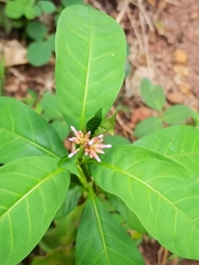 Rauvolfia serpentina