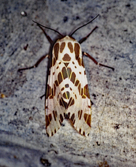 Hypercompe magdalenae