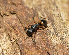 Polyrhachis femorata
