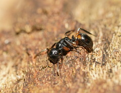 Polyrhachis femorata