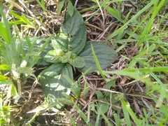 Acanthoideae