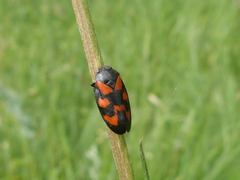 Cercopis vulnerata
