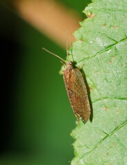 Drepanacra binocula