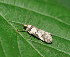 Philobota partitella