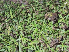 Oldenlandia corymbosa