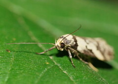 Philobota partitella