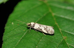 Philobota partitella