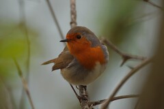 Erithacus rubecula