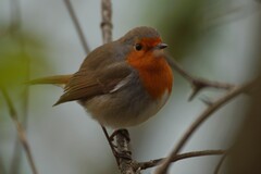 Erithacus rubecula