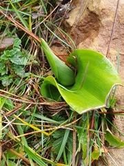 Himantoglossum robertianum