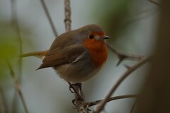 Erithacus rubecula