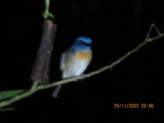 Cyornis