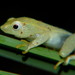 Longnose Reed Frog Complex - Photo (c) william van Niekerk, some rights reserved (CC BY-NC), uploaded by william van Niekerk