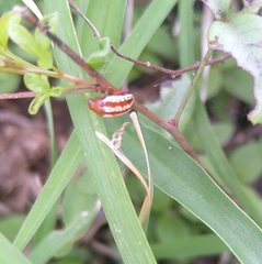 Calotheca