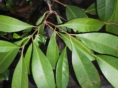 Syzygium cumini