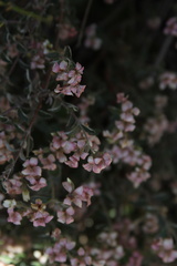 Viviania marifolia