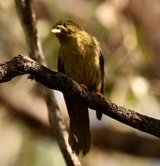 Manorina melanophrys