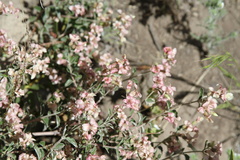 Viviania marifolia