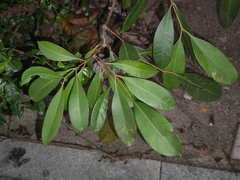 Syzygium cumini