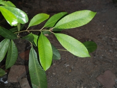 Syzygium cumini