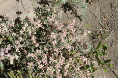 Viviania marifolia