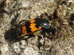 Nicrophorus vespillo