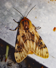 Hypercompe neurophylla