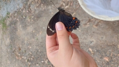 Papilio aegeus aegeus