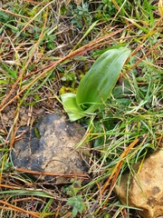 Himantoglossum hircinum