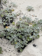 Arctotheca populifolia