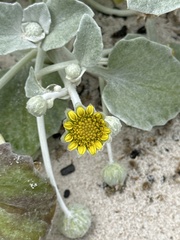 Arctotheca populifolia