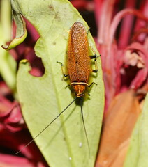 Pseudophyllodromiinae