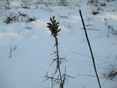 Dracocephalum ruyschiana