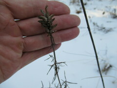 Dracocephalum ruyschiana