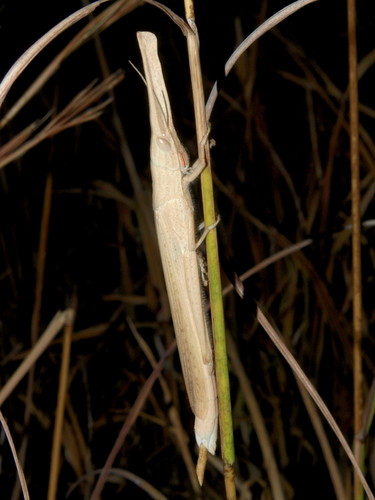 Acanthoxia gladiator (Grasshoppers, Locusts and allies of South Africa ...