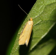 Philobota protecta