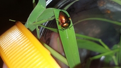 Lampromicra