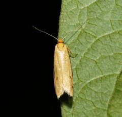 Philobota protecta
