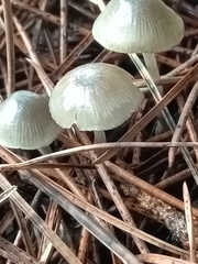 Mycena seynii