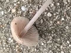 Mycena seynii