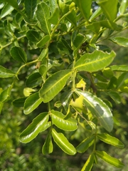 Zanthoxylum capense