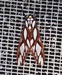 Robinsonia multimaculata